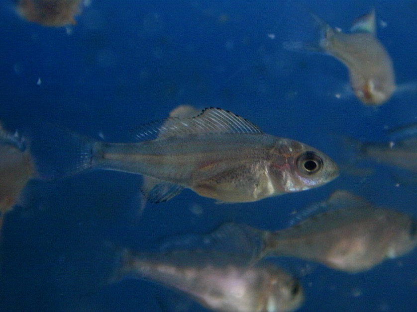 キアソファリンクス フォアイ モリロ 繁殖 幼魚 Cyathopharynx foae moliro breed fry 85.jpg