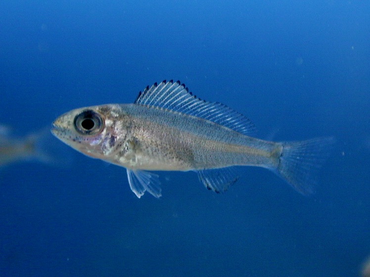 キアソファリンクス フォアイ モリロ 繁殖 幼魚 Cyathopharynx foae moliro breed fry 86.jpg