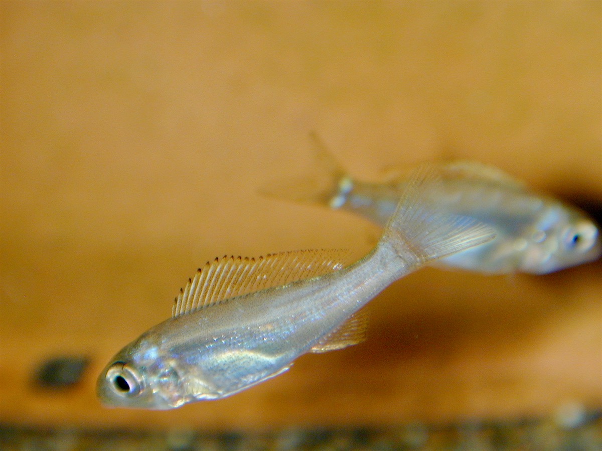 キアソファリンクス フォアイ モリロ 繁殖 幼魚 稚魚 Cyathopharynx foae moliro breed fry 147.jpg