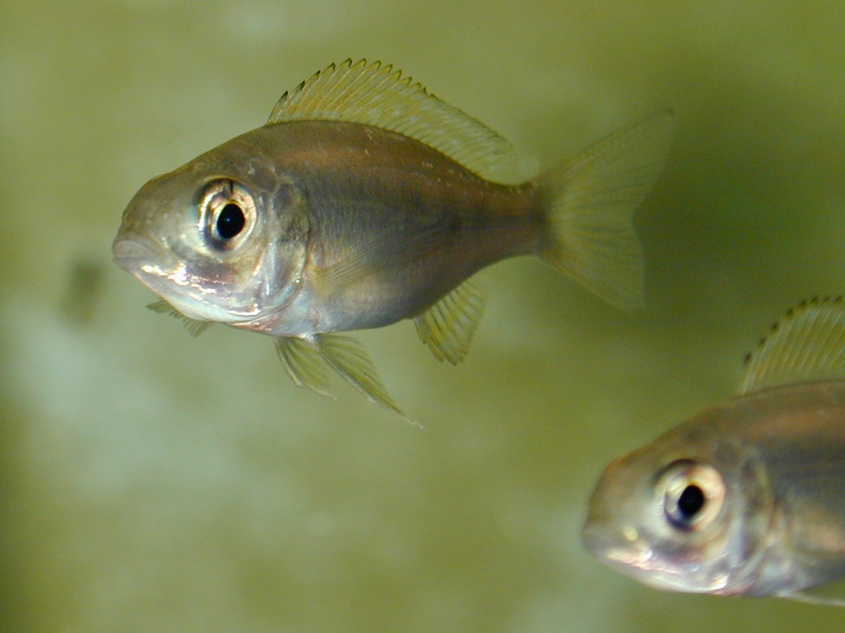 キアソファリンクス フォアイ モリロ 繁殖 幼魚  Cyathopharynx foae moliro breed fry 157.jpg