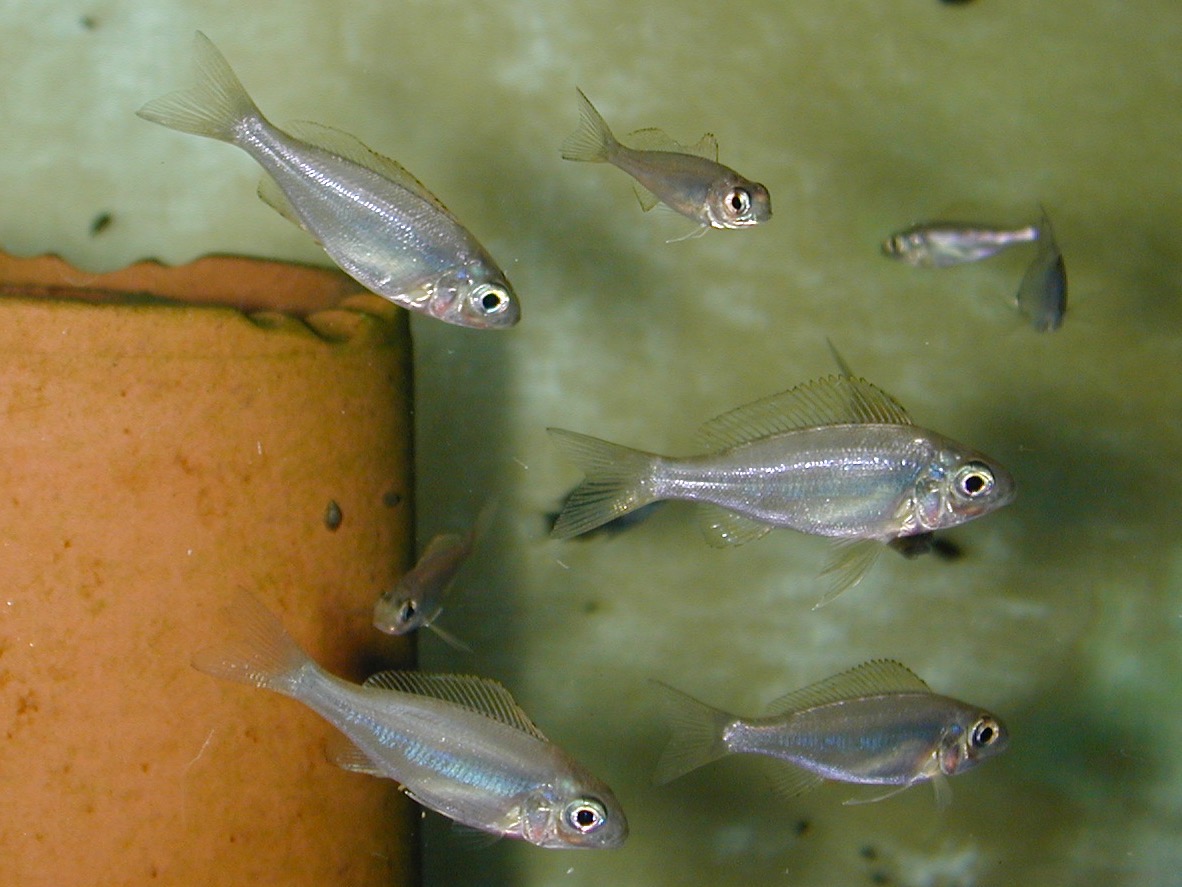 キアソファリンクス フォアイ モリロ 繁殖 幼魚 Cyathopharynx foae moliro breed fry 158.jpg