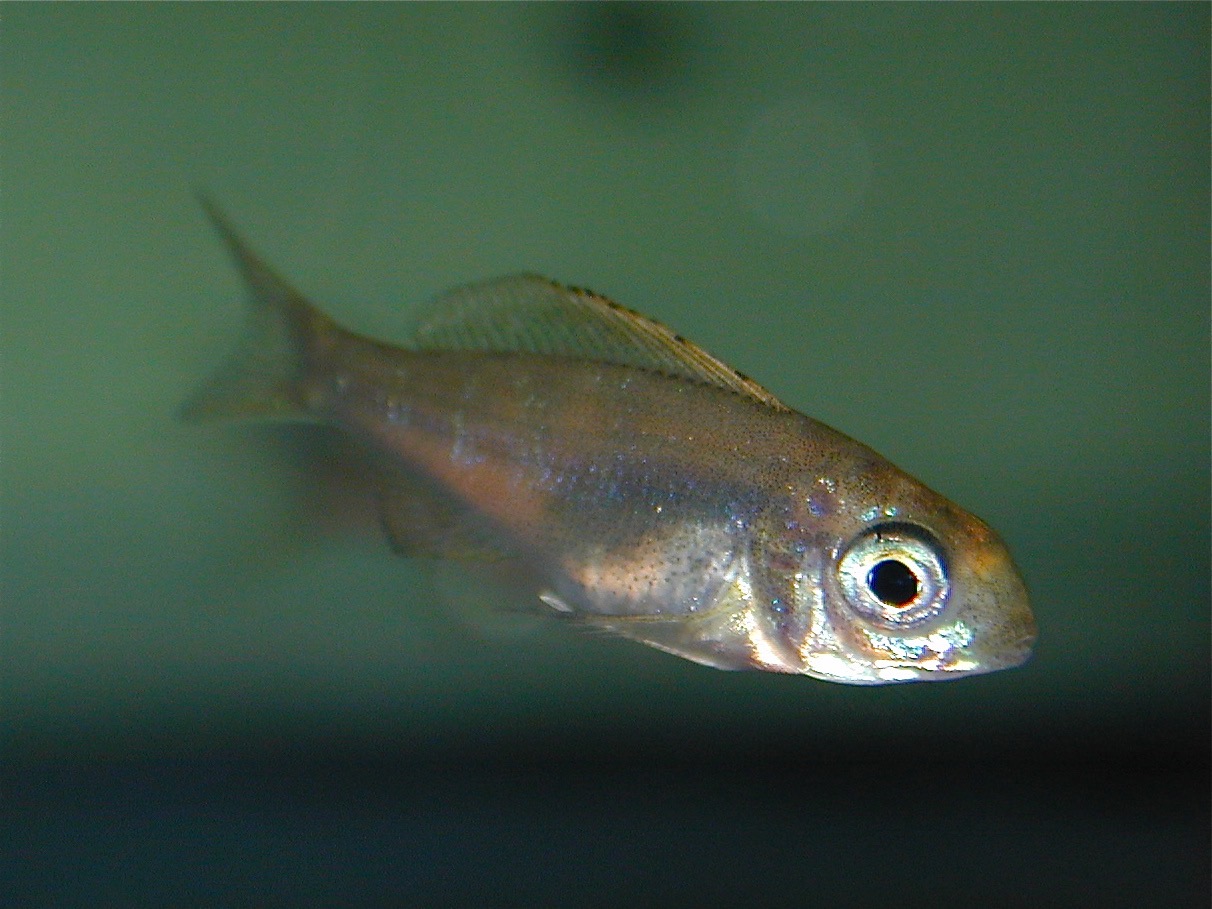 キアソファリンクス フォアイ モリロ 繁殖 幼魚 Cyathopharynx foae moliro breed fry 414.jpg