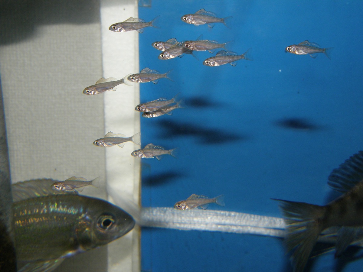 キアソファリンクス フォアイ モリロ 繁殖 幼魚 稚魚 Cyathopharynx foae moliro breed fry 230.jpg