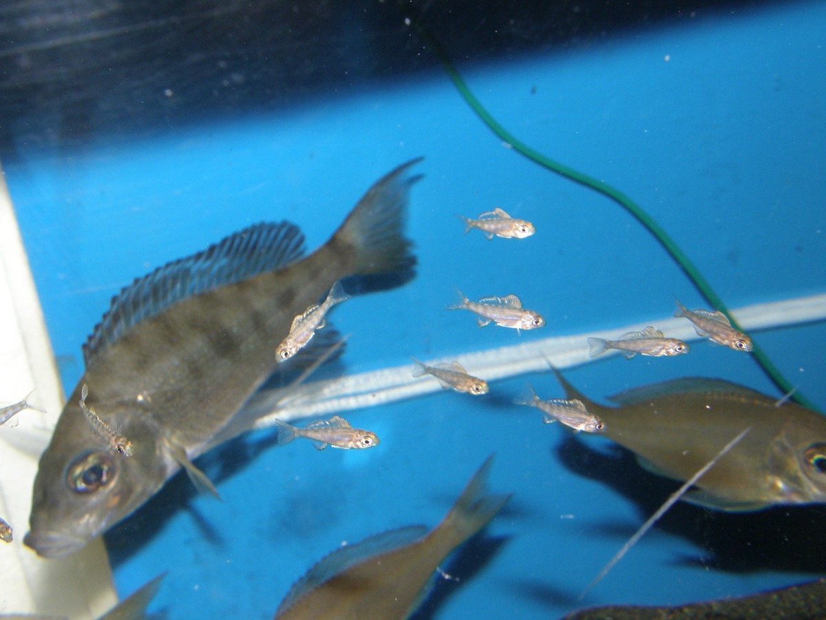 キアソファリンクス フォアイ モリロ 繁殖 幼魚 稚魚 Cyathopharynx foae moliro breed fry 231.jpg