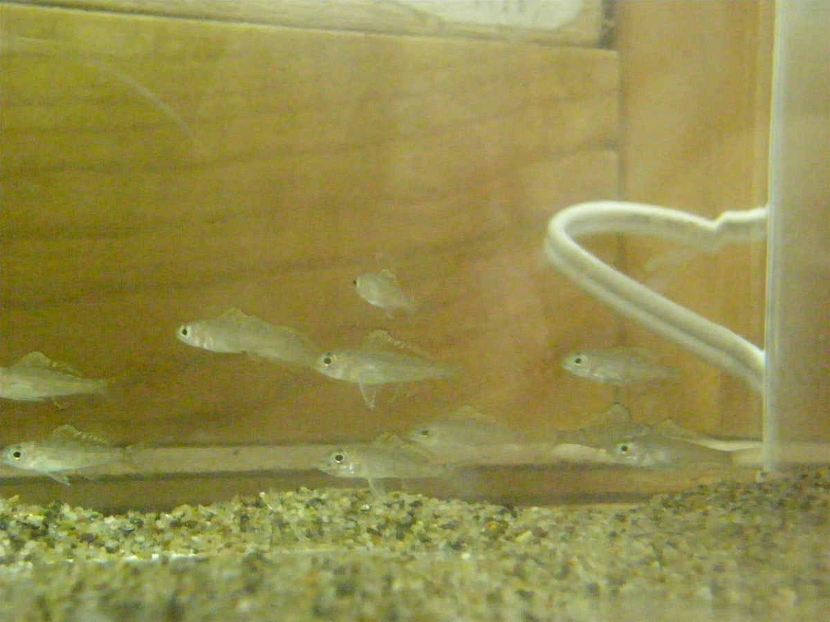 キアソファリンクス フォアイ モリロ 繁殖 幼魚 稚魚 Cyathopharynx foae moliro breed fry 233.jpg