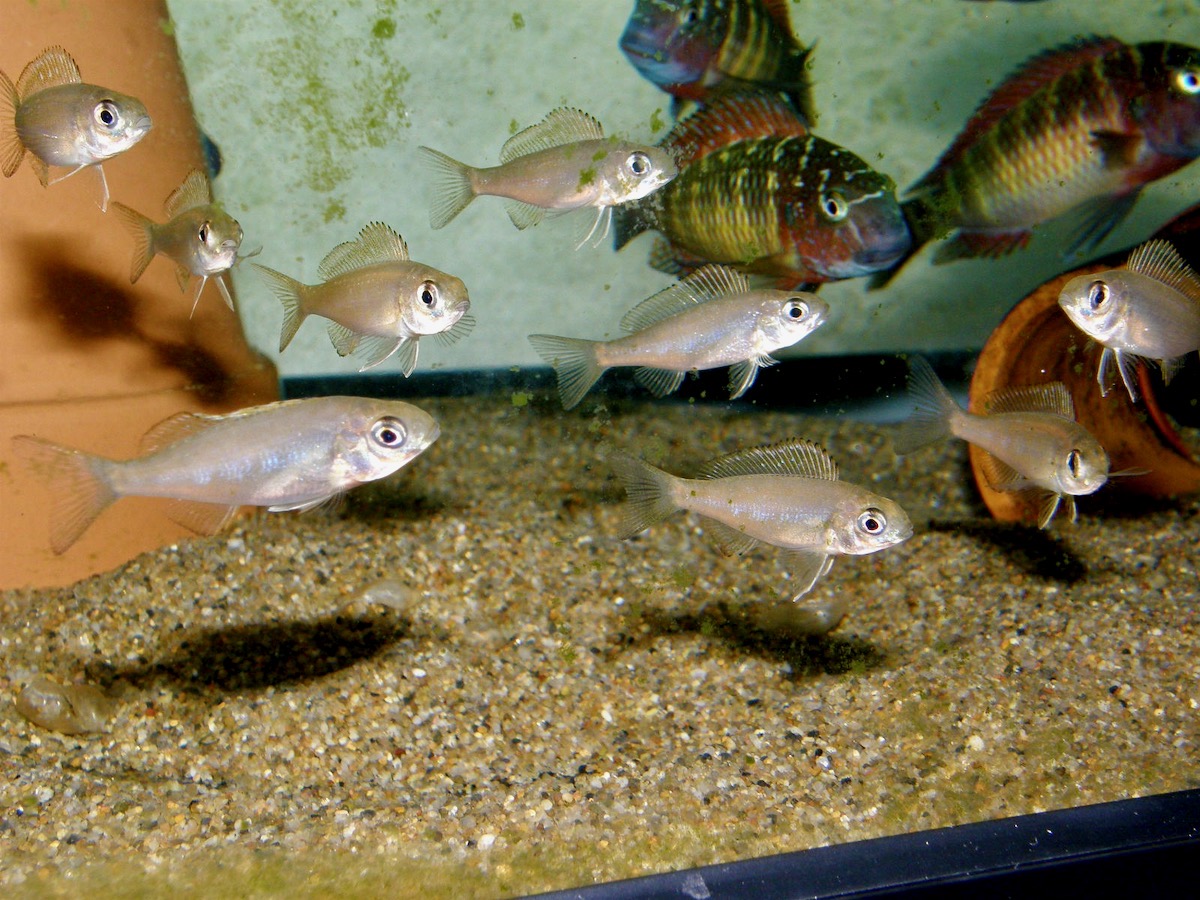 キアソファリンクス フォアイ モリロ 繁殖 幼魚 稚魚 Cyathopharynx foae moliro breed fry 235.jpg