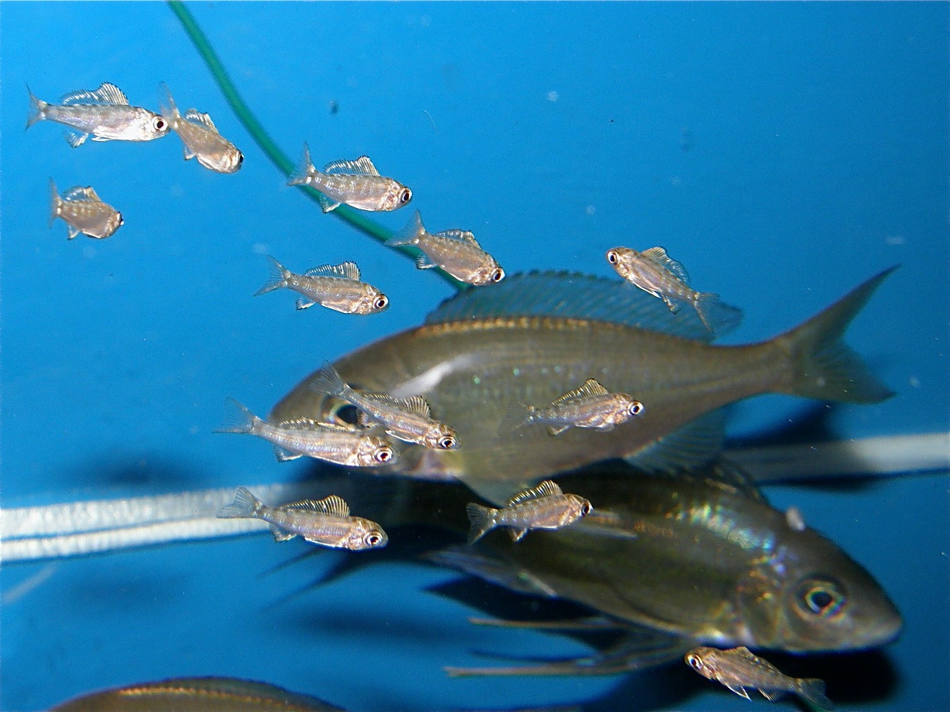 キアソファリンクス フォアイ モリロ 繁殖 幼魚 稚魚 Cyathopharynx foae moliro breed fry 413.jpg