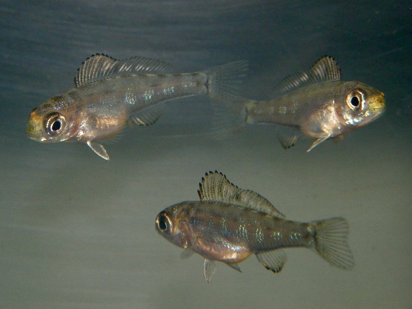 キアソファリンクス フォアイ モリロ 繁殖 幼魚 稚魚 Cyathopharynx foae moliro breed fry 275.jpg