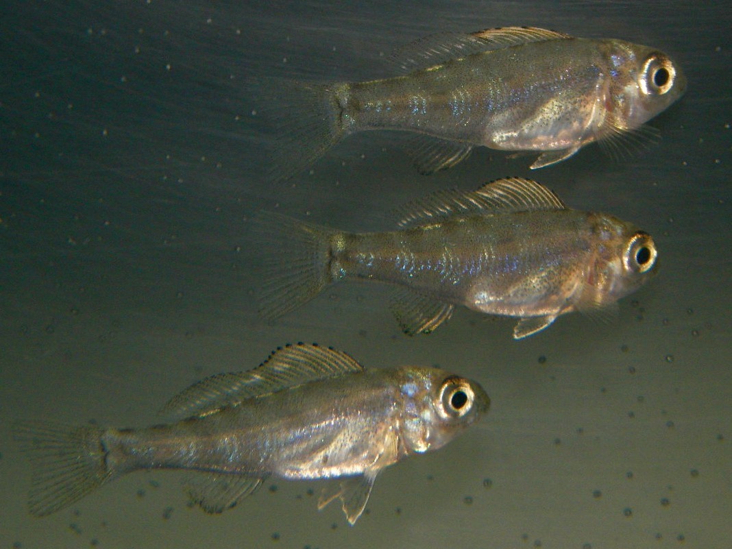 キアソファリンクス フォアイ モリロ 繁殖 幼魚 稚魚 Cyathopharynx foae moliro breed fry 276.jpg