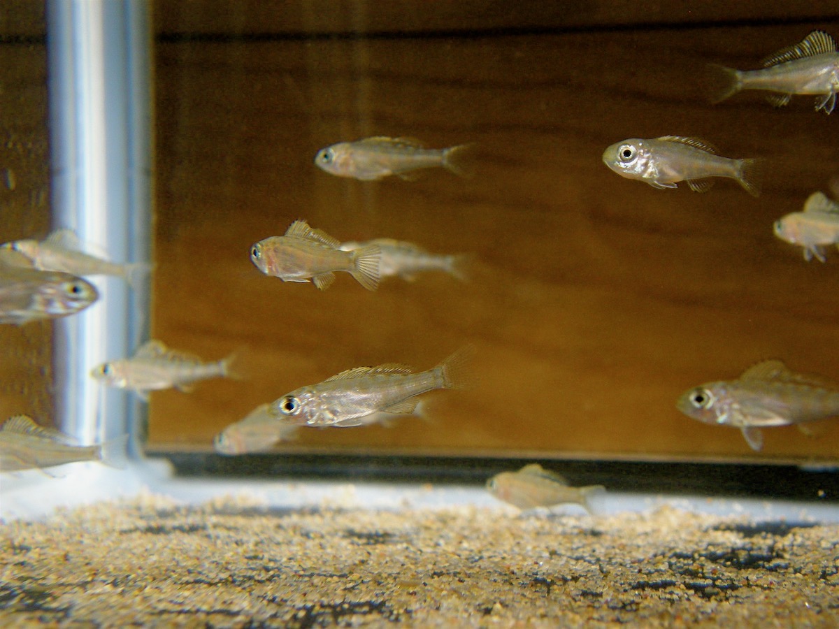 キアソファリンクス フォアイ モリロ 繁殖　幼魚 Cyathopharynx foae moliro breed fry 282.jpg