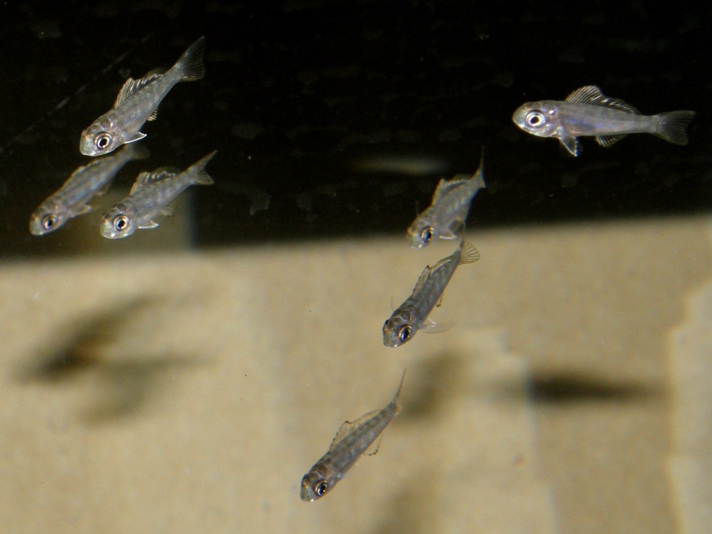 キアソファリンクス フォアイ モリロ 繁殖 幼魚 Cyathopharynx foae moliro breed fry 349.jpg