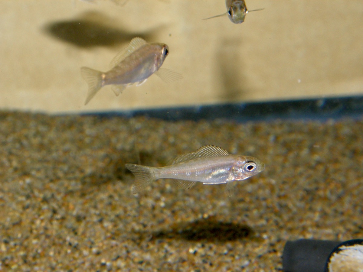 キアソファリンクス フォアイ モリロ 繁殖 幼魚 Cyathopharynx foae moliro breed fry 353.jpg