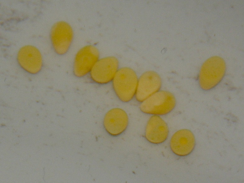 キアソファリンクス フォアイ モリロ 繁殖 産卵 Cyathopharynx foae moliro spawn eggs 370.jpg