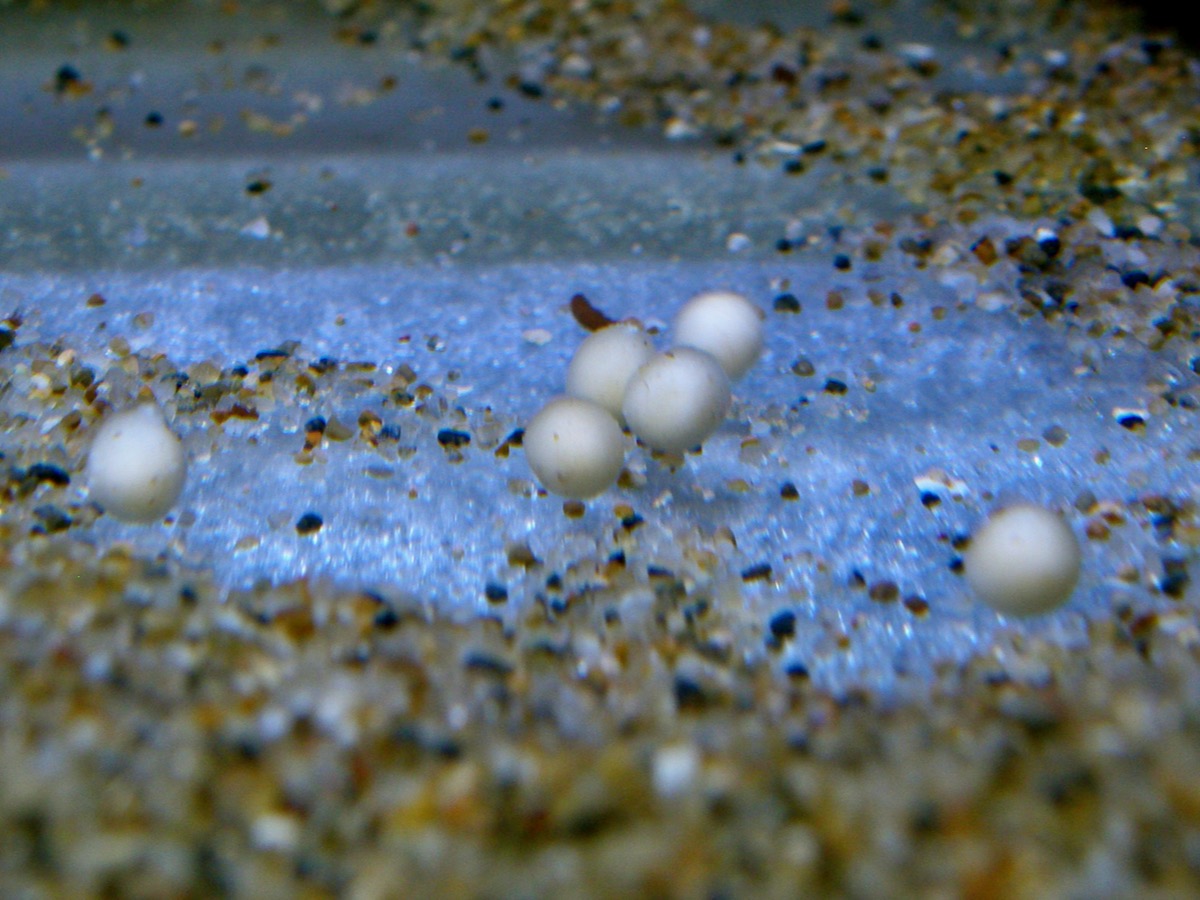 キアソファリンクス フォアイ モリロ 繁殖 稚魚 幼魚 Cyathopharynx foae moliro breed fry 491.jpg