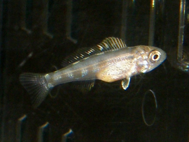 キアソファリンクス フォアイ モリロ 繁殖 稚魚 幼魚 Cyathopharynx foae moliro breed fry 493.jpg