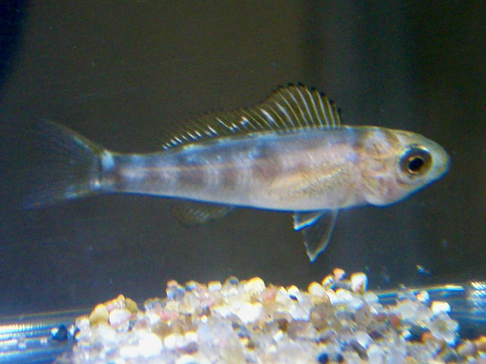 キアソファリンクス フォアイ モリロ 繁殖 幼魚 Cyathopharynx foae moliro breed fry 494.jpg