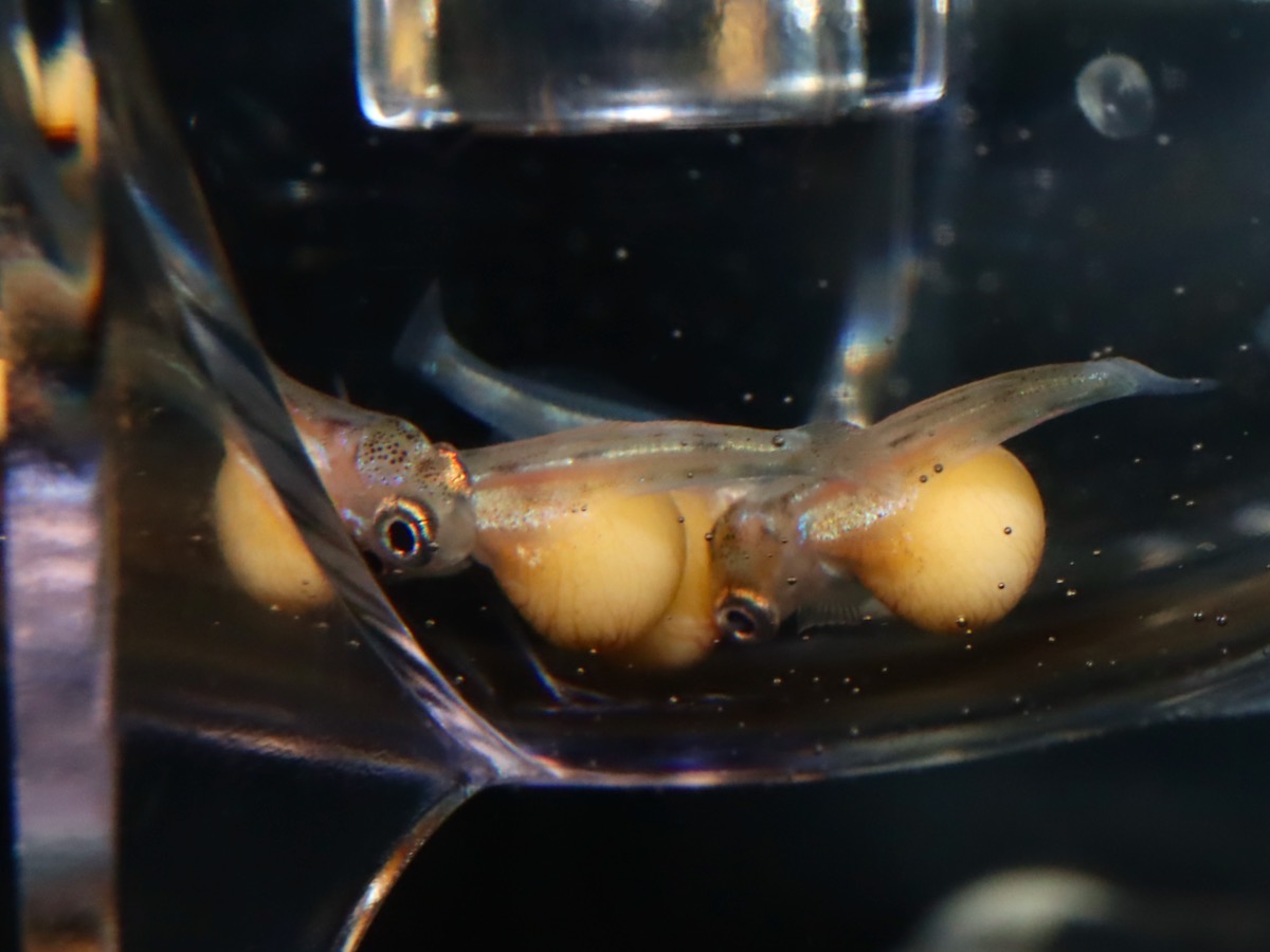 キアソファリンクス フォアイ モリロ 繁殖 稚魚 幼魚 Cyathopharynx foae moliro breed fry 745_d9.jpg