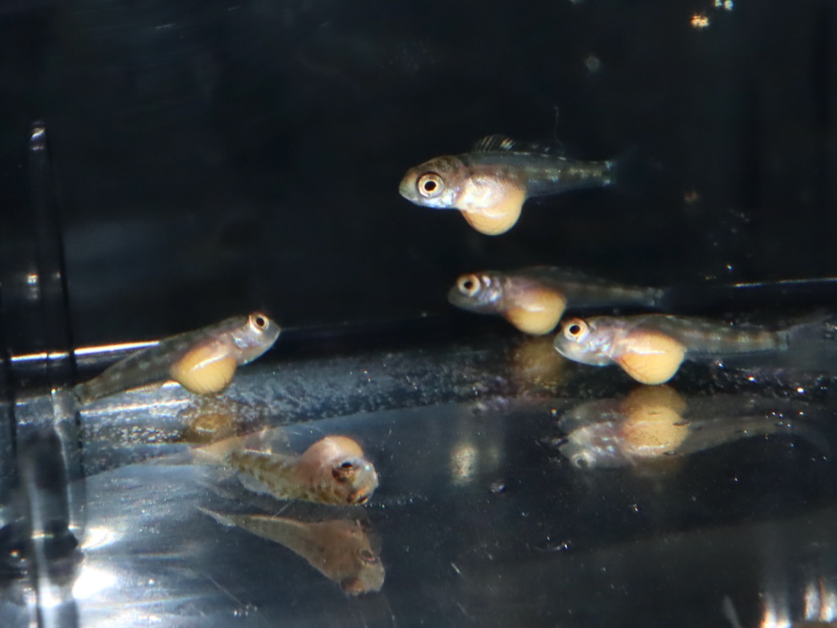 キアソファリンクス フォアイ モリロ 繁殖 稚魚 幼魚 Cyathopharynx foae moliro breed fry 709.jpg