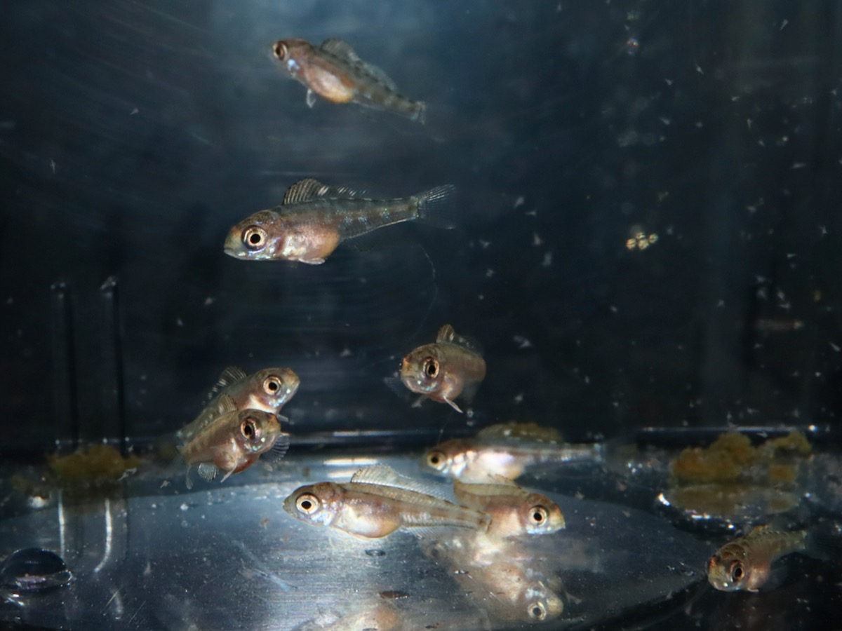 キアソファリンクス フォアイ モリロ 繁殖 稚魚 幼魚 Cyathopharynx foae moliro breed fry 749_d16.jpg