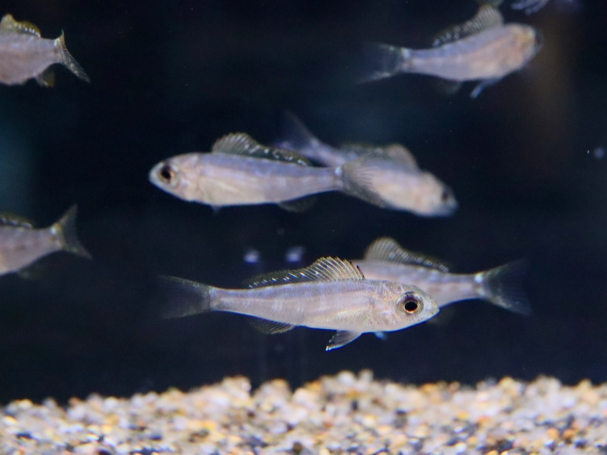 キアソファリンクス フォアイ モリロ 繁殖 稚魚 Cyathopharynx foae moliro breed fry 751_d31.jpg