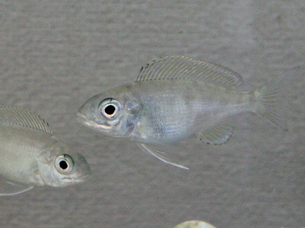 キアソファリンクス フォアイ モリロ 繁殖 稚魚 Cyathopharynx foae moliro breed 757.jpg