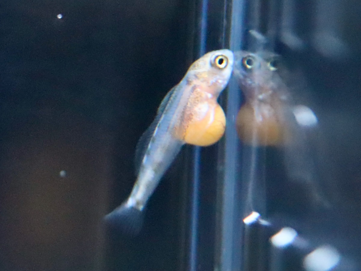 キアソファリンクス フォアイ モリロ 繁殖 稚魚 幼魚 Cyathopharynx foae moliro breed fry 679.jpg