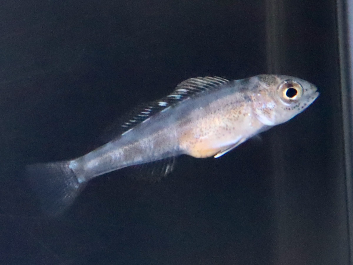 キアソファリンクス フォアイ モリロ 繁殖 稚魚 幼魚 Cyathopharynx foae moliro breed fry 680.jpg