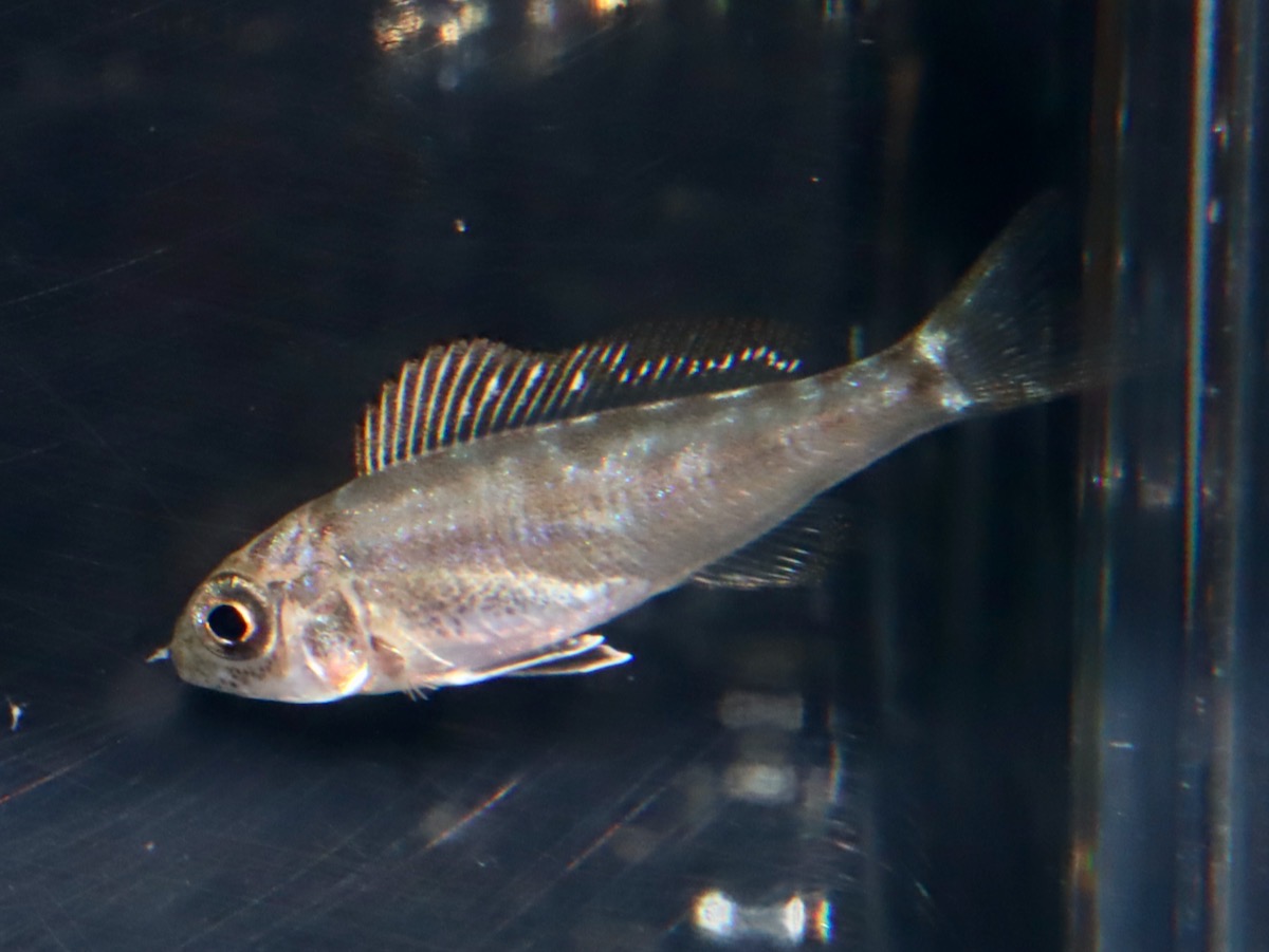 キアソファリンクス フォアイ モリロ 繁殖 稚魚 幼魚 Cyathopharynx foae moliro breed fry 681.jpg