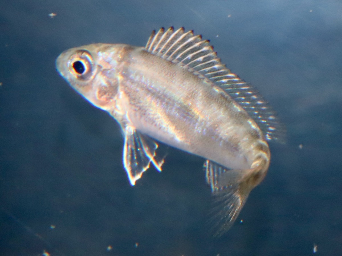 キアソファリンクス フォアイ モリロ 繁殖 稚魚 幼魚 Cyathopharynx foae moliro breed fry 682.jpg