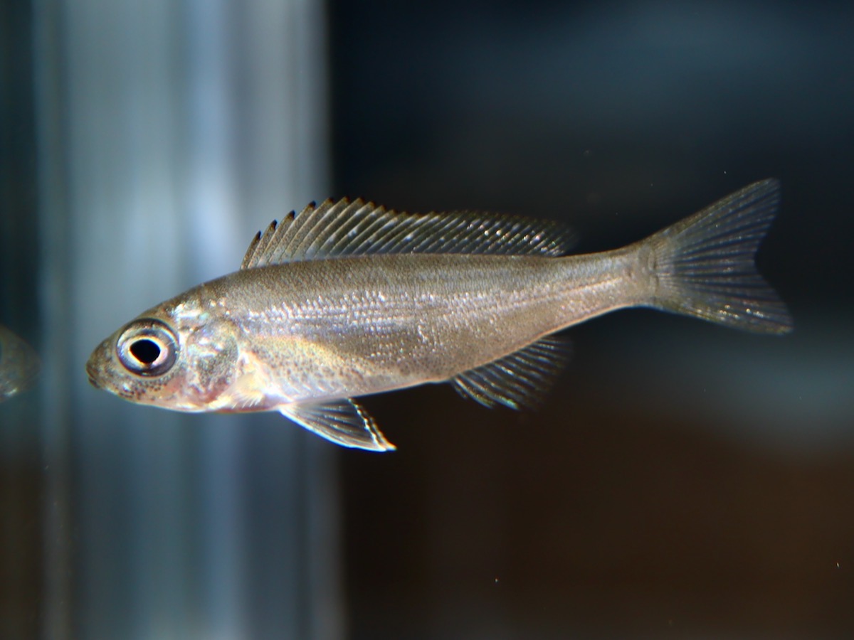 キアソファリンクス フォアイ モリロ 繁殖 稚魚 幼魚 Cyathopharynx foae moliro breed fry 683.jpg