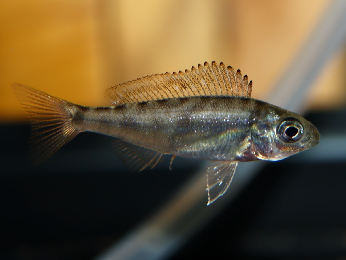 キアソファリンクス フォアイ モリロ 繁殖 稚魚 幼魚 Cyathopharynx foae moliro breed fry 684.jpg