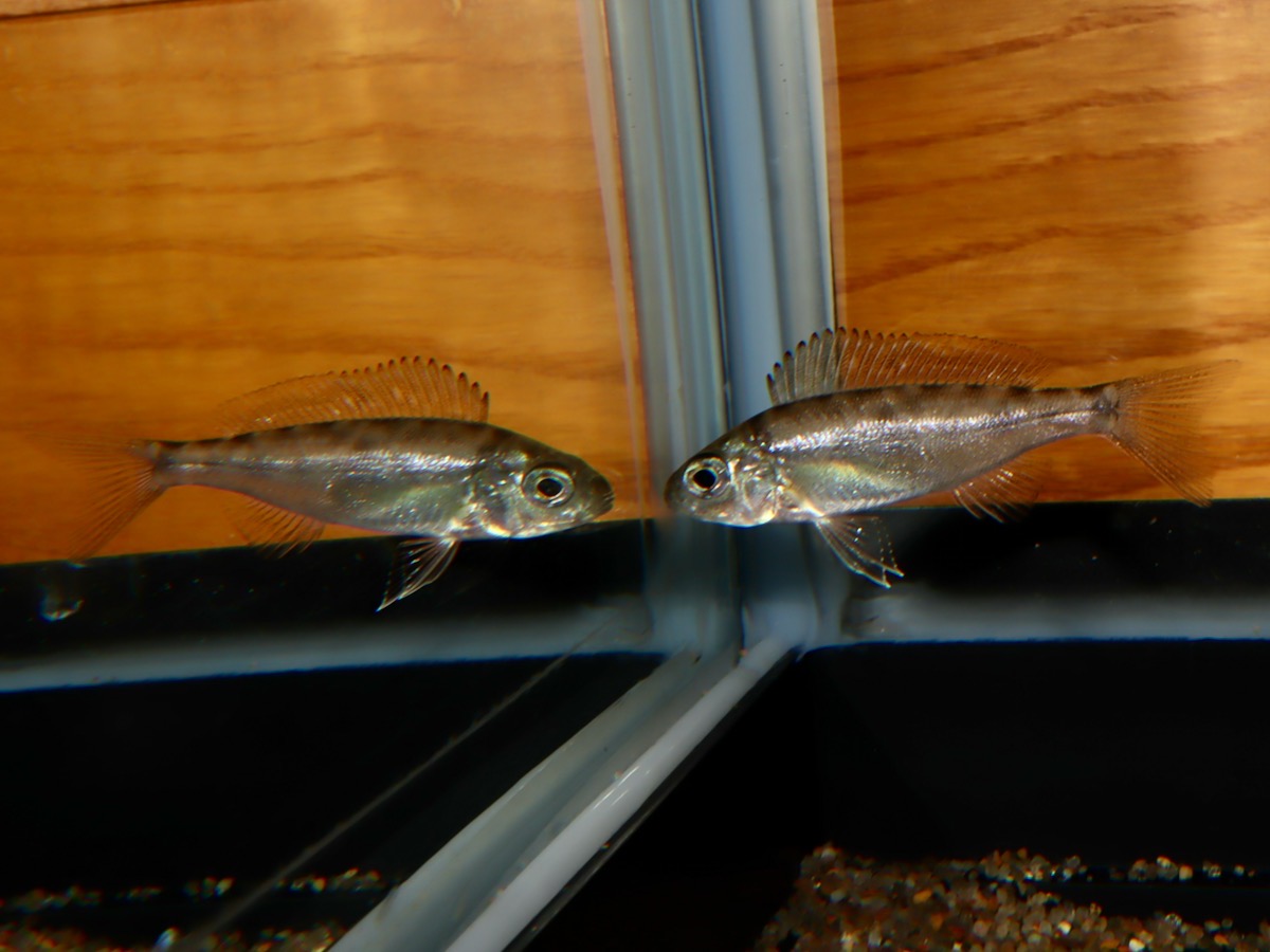 キアソファリンクス フォアイ モリロ 繁殖 稚魚 幼魚 Cyathopharynx foae moliro breed fry 685.jpg