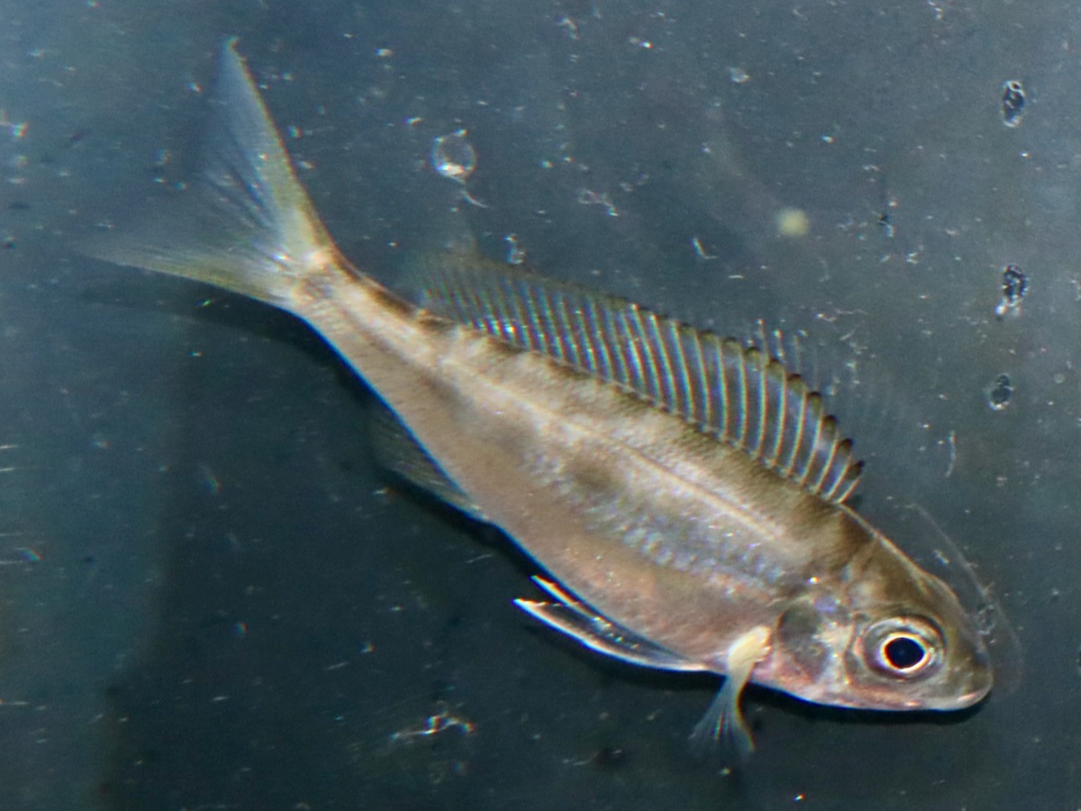 キアソファリンクス フォアイ モリロ 繁殖 稚魚 幼魚 Cyathopharynx foae moliro breed fry 690.jpg