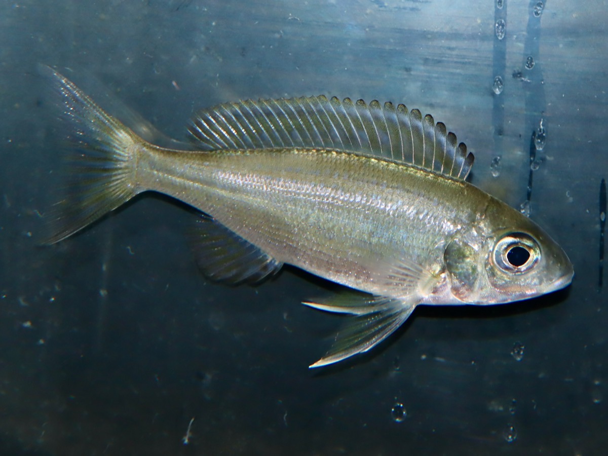 キアソファリンクス フォアイ モリロ 繁殖 稚魚 幼魚 Cyathopharynx foae moliro breed fry 709.jpg