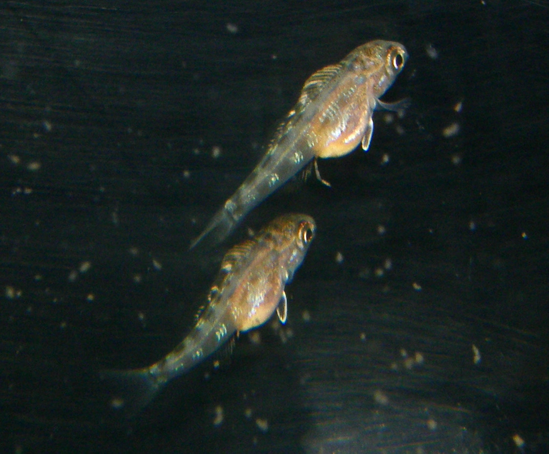 キアソファリンクス フォアイ モリロ 繁殖 稚魚 Cyathopharynx foae moliro breed fry 734_d20.jpg