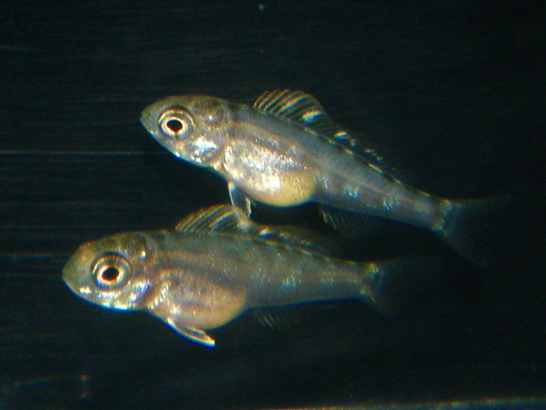 キアソファリンクス フォアイ モリロ 繁殖 稚魚 Cyathopharynx foae moliro breed fry 735_d21.jpg