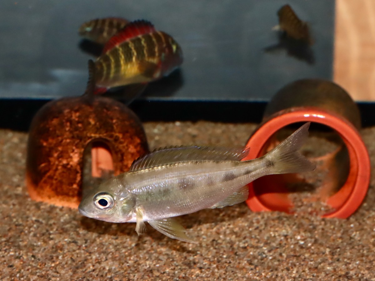 キアソファリンクス フォアイ モリロ 繁殖 稚魚 幼魚 Cyathopharynx foae moliro breed fry 736.jpg