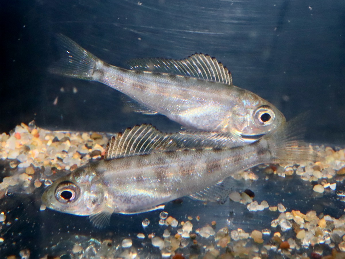 キアソファリンクス フォアイ モリロ 繁殖 稚魚 Cyathopharynx foae moliro breed fry 737_d34.jpg