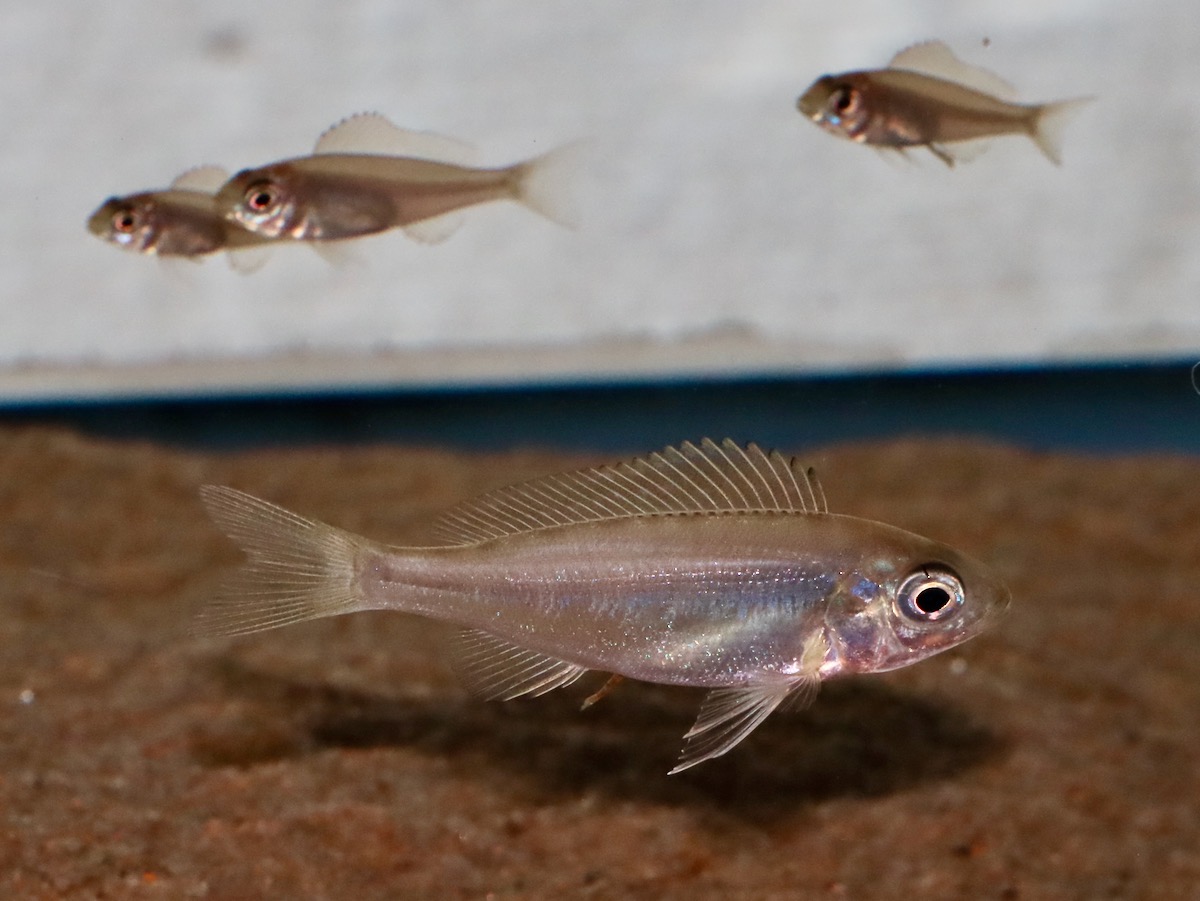 キアソファリンクス フォアイ モリロ 繁殖 稚魚 Cyathopharynx foae moliro breed fry 738.jpg