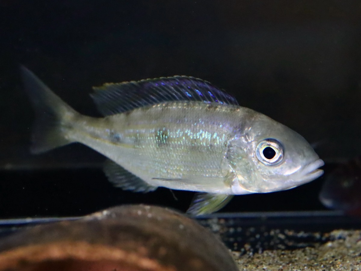 キアソファリンクス フォアイ モリロ 繁殖 幼魚 Cyathopharynx foae moliro breed 770.jpg