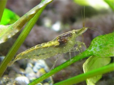 ミナミヌマエビ Neocaridina denticulata