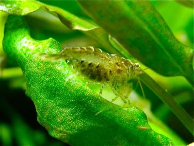 ミナミヌマエビ Neocaridina denticulata