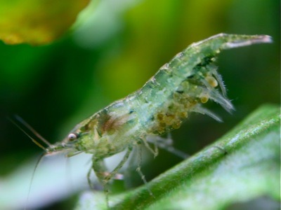 ミナミヌマエビ Neocaridina denticulata 産卵