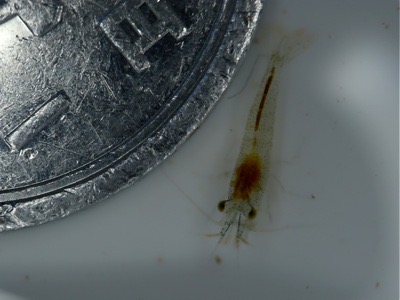 ミナミヌマエビ Neocaridina denticulata 繁殖