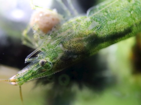 ミナミヌマエビ Neocaridina denticulata