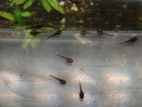 オトシン ネグロ 繁殖 稚魚 breeding of Otothyropsis piribebuy fry