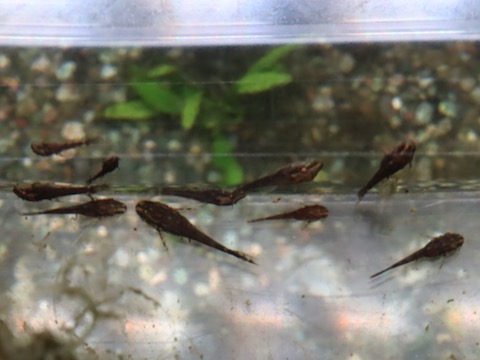 オトシン ネグロ 繁殖 稚魚 breeding of Otothyropsis piribebuy