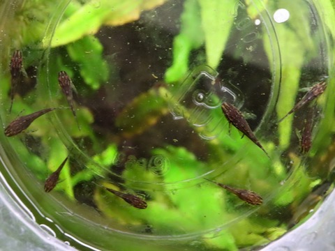 オトシン ネグロ 繁殖 稚魚 breeding of Otothyropsis piribebuy