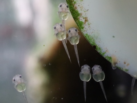 オトシン ネグロ 繁殖 稚魚 breeding of Otothyropsis piribebuy fry