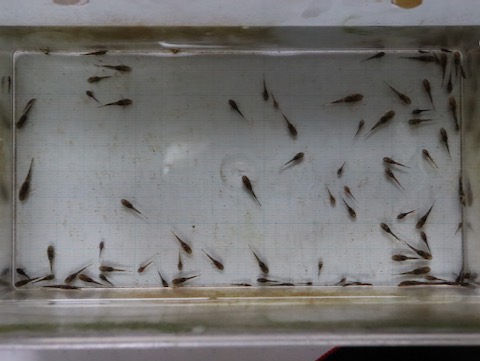 オトシン ネグロ 繁殖 稚魚 breeding of Otothyropsis piribebuy